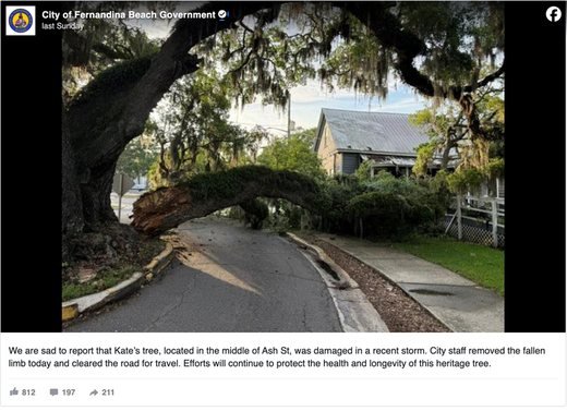 A beloved tree weathers a storm