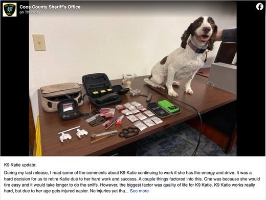 An update on K-9 Katie