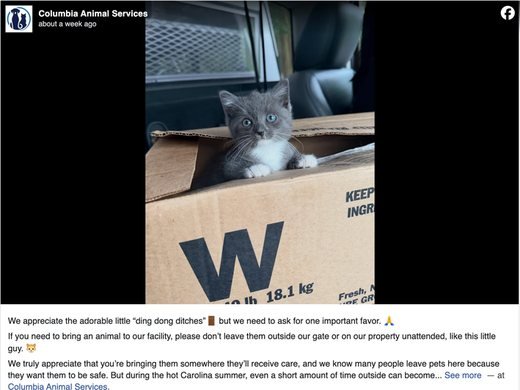 Columbia's shelter asks: no more doorstep kittens